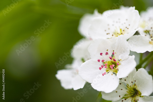 White flowers of apple tree