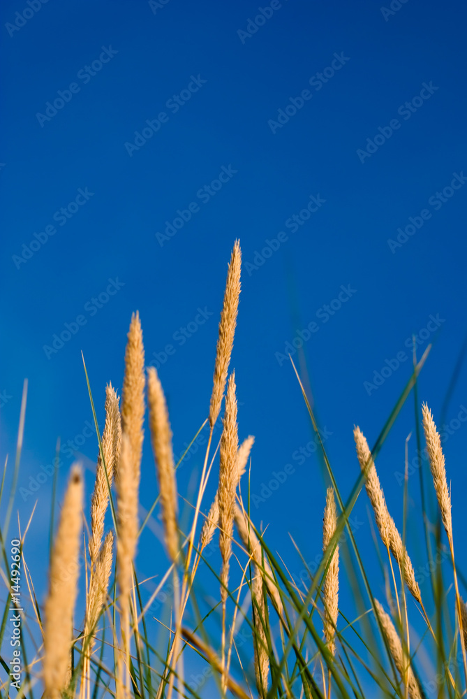 Fototapeta premium Grass, blue sky