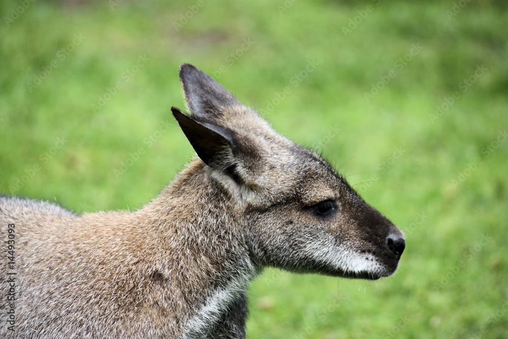 bennett-känguru, macropus rufogriseus im tierpark gettorf bennett-känguru, macropus rufogriseus im tierpark gettorf