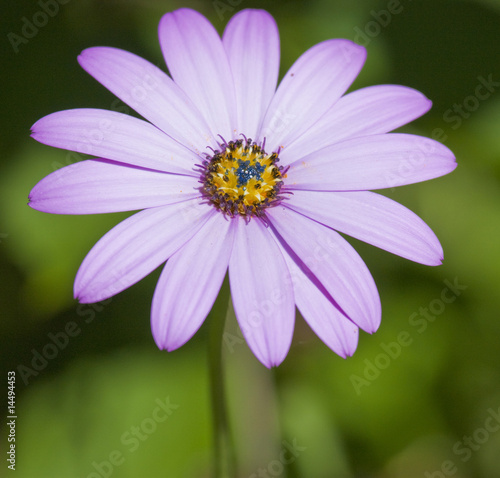 close up of violet pink daisy
