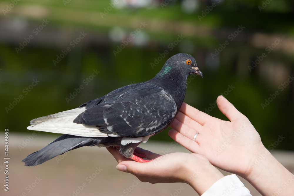 Obraz premium pigeon on hands