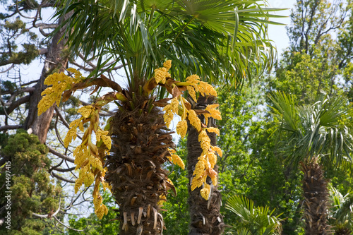 Palm tree blossoming