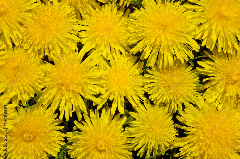 dandelion background dandelion background