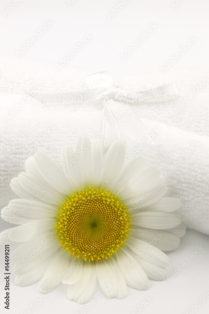 Obraz premium Chamomile
