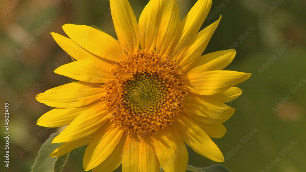 Sonnenblume blühend Sonnenblume blühend