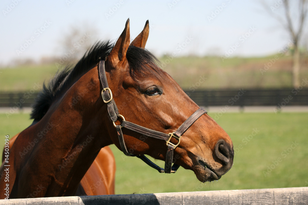 Fototapeta premium Thoroughbred race Horse
