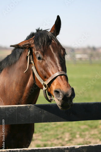 Thoroughbred race Horse © Dennis Donohue