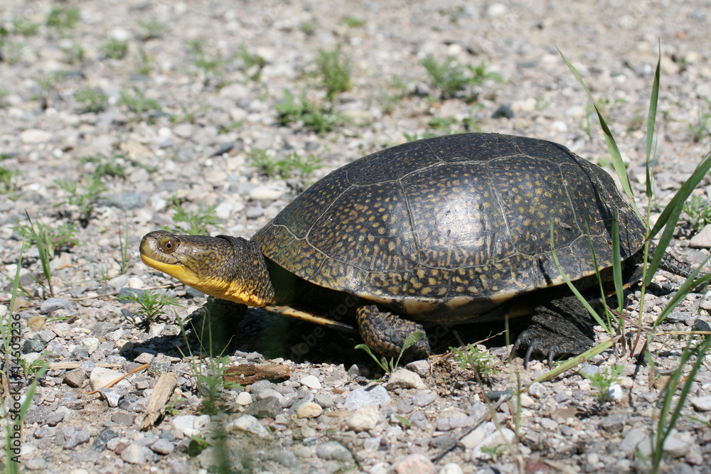 Endangered Blandings Turtle in the wild Endangered Blandings Turtle in the wild