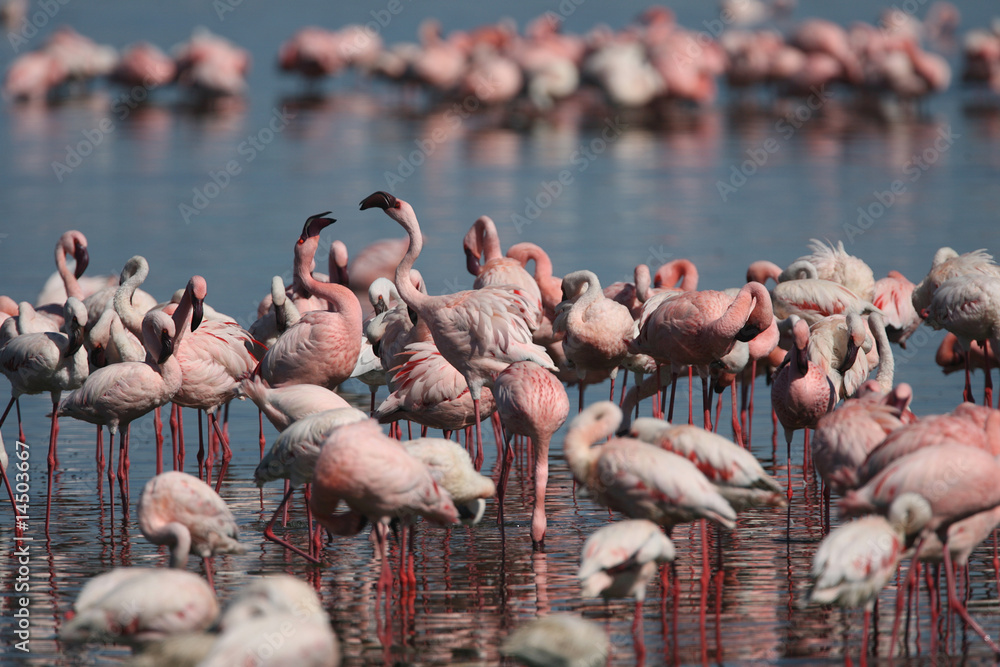 Naklejka premium Lesser Flamingos at Lake Nakuru