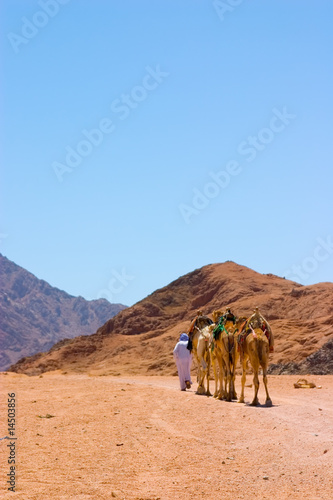 camels in desert © Kotangens