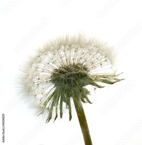 A Dandelion shot against a white background