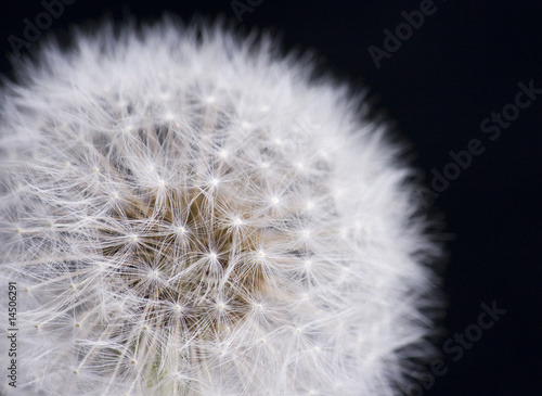 Dandelion with Seeds on Black Background