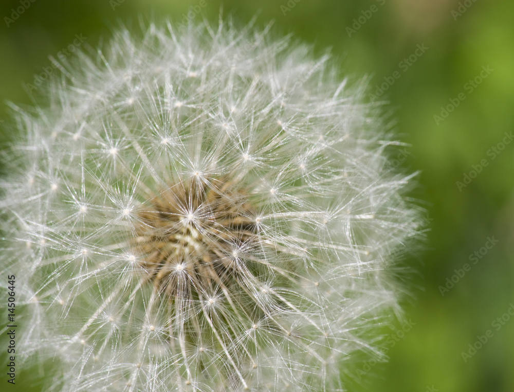 Obraz premium Dandelion with Seeds Close-up