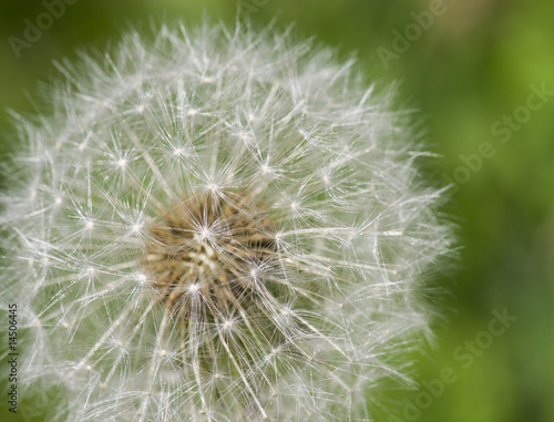 Dandelion with Seeds Close-up