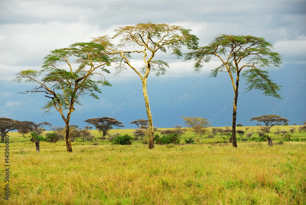 Trees are standing in the savannah after rain Trees are standing in the savannah after rain