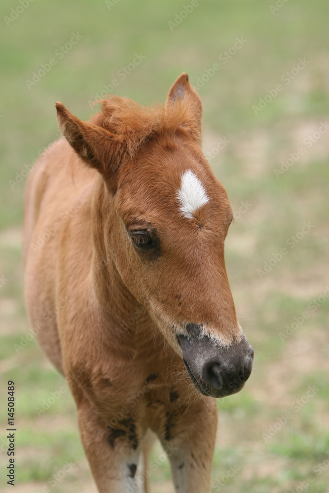 horse