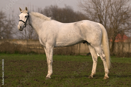 beautiful white gelding on sunset © dozornaya