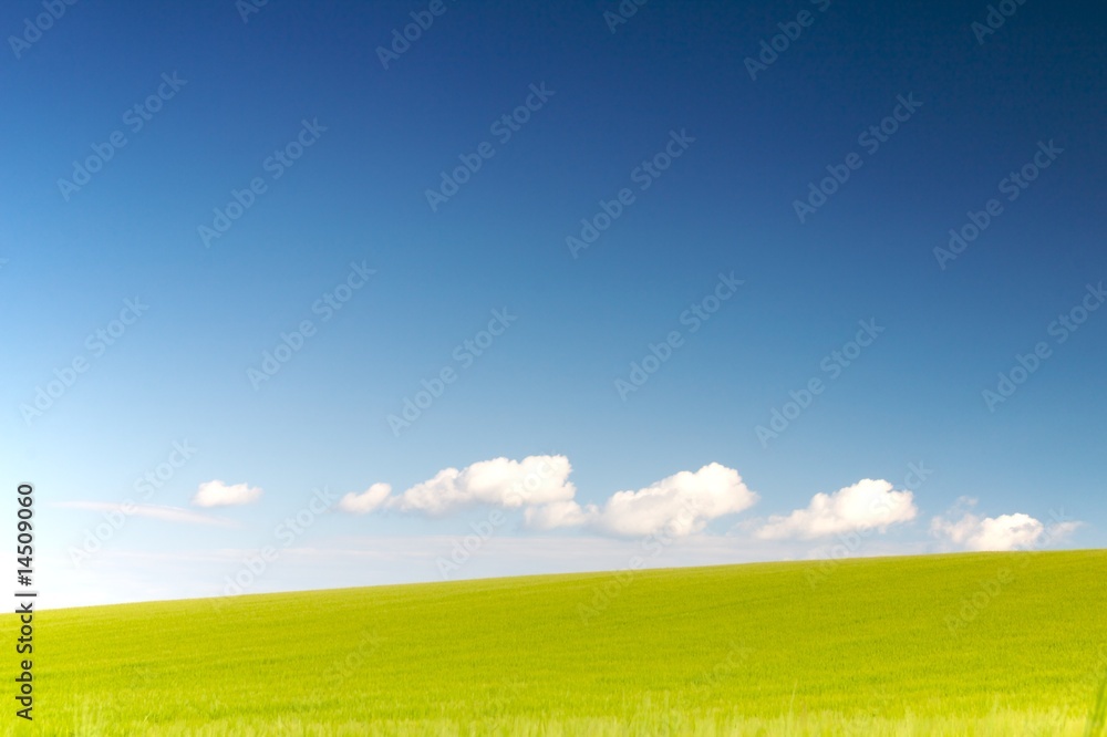 Fototapeta premium Weizenfeld im Sommer