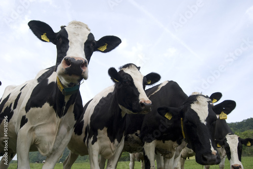 Cow Herd