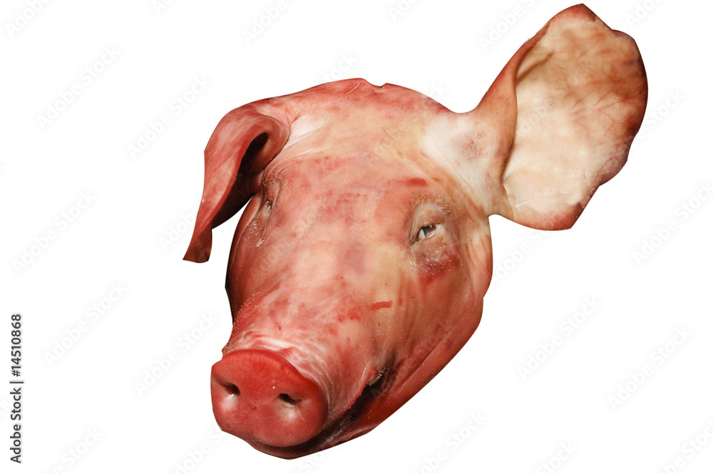 Naklejka premium cabeza de cerdo