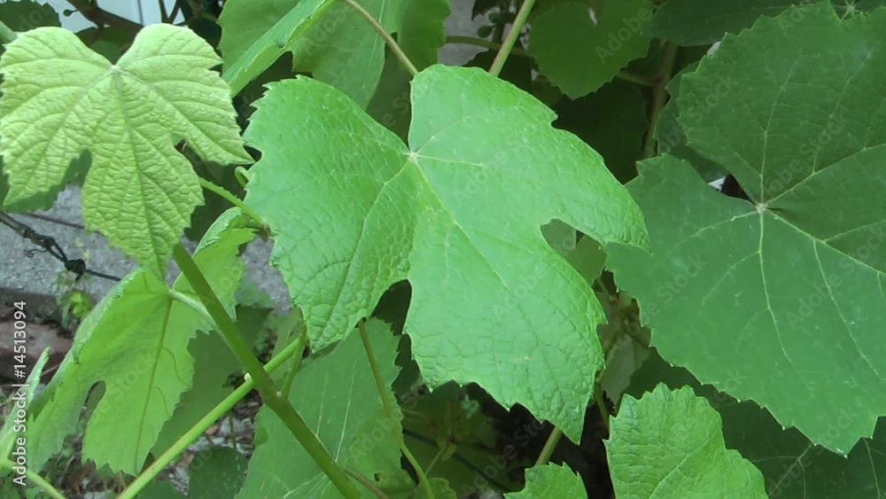 Foglie di vite Foglie di vite