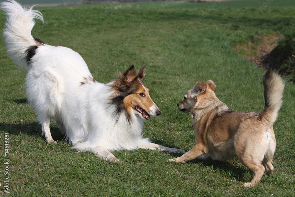 Spielende Hunde