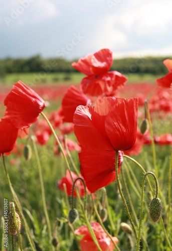 field with corn roses photo