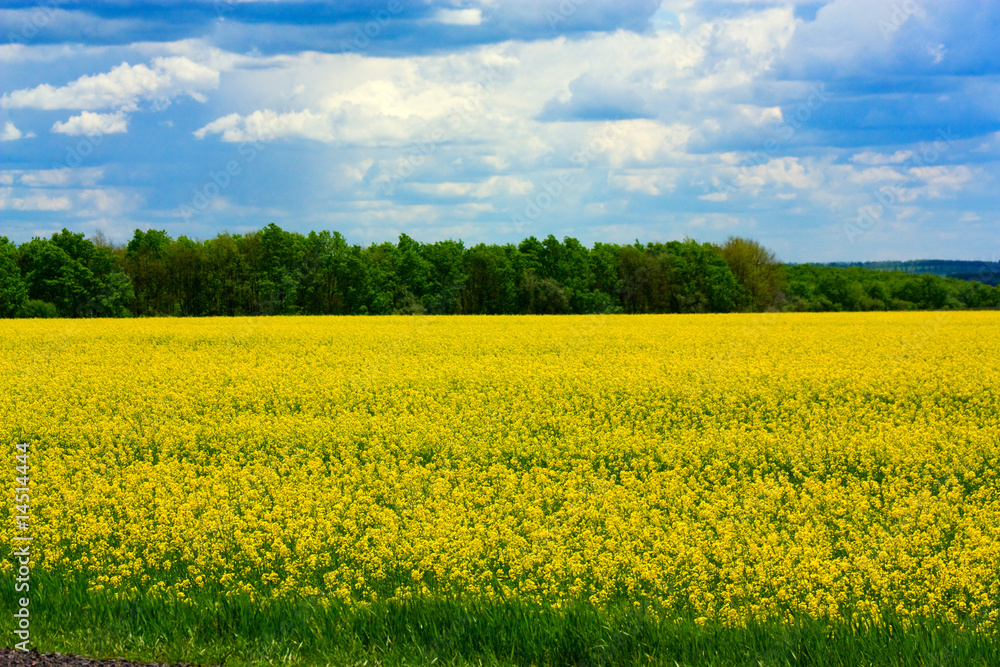 Rapeseed field