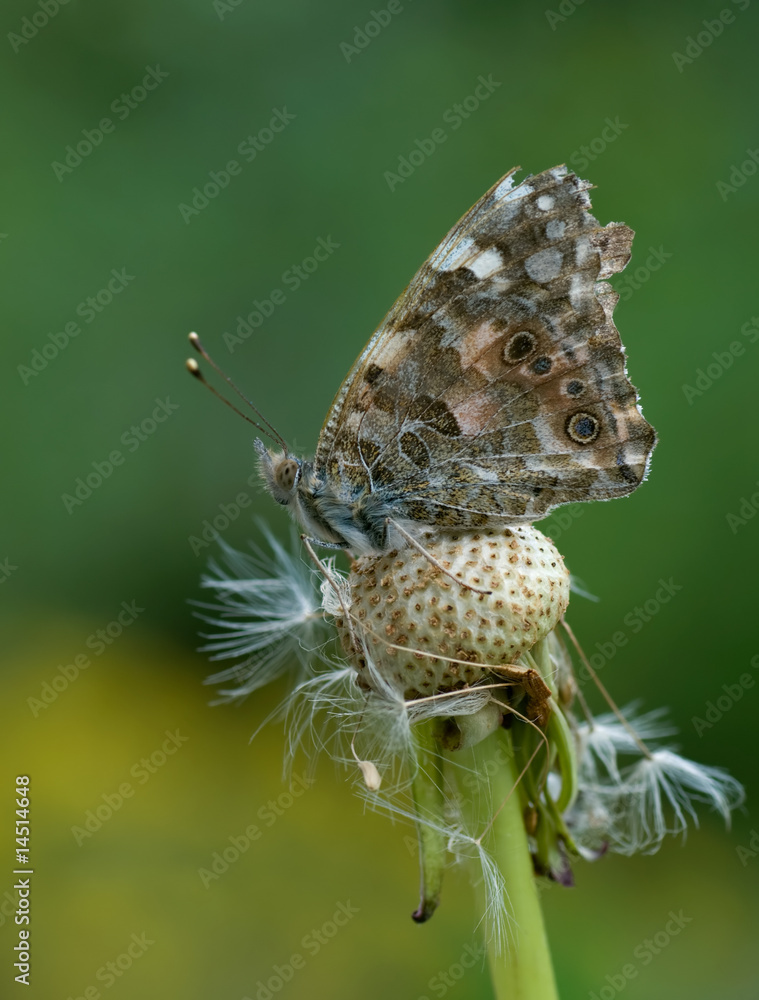 Fototapeta premium Distelfalter auf Löwenzahn