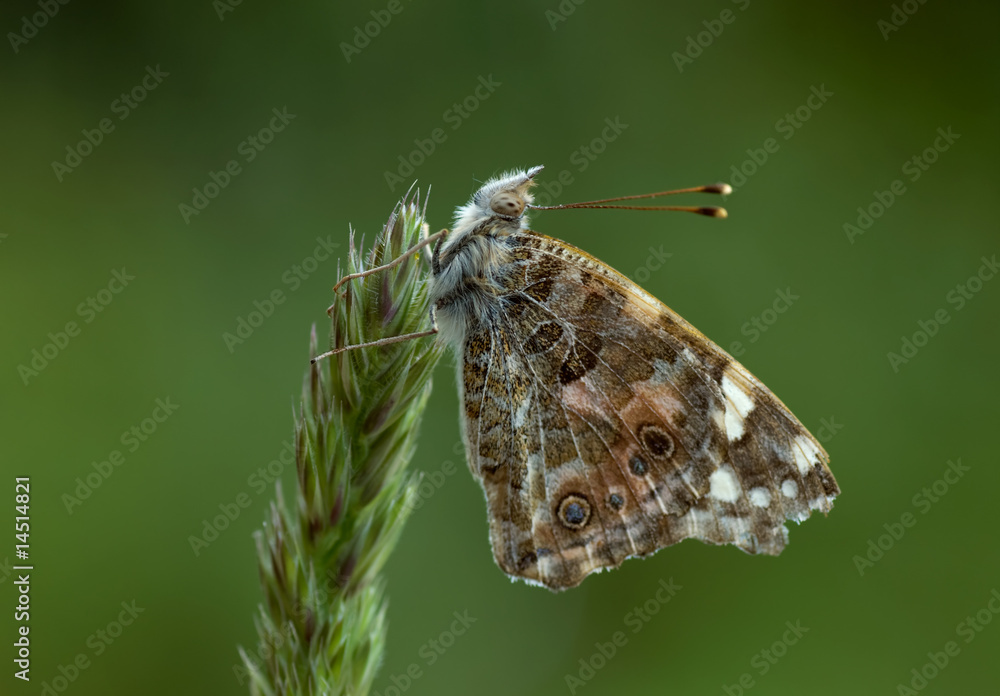 Fototapeta premium Distelfalter