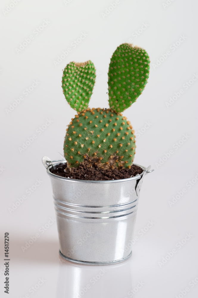 Cactus 5 Cactus 5