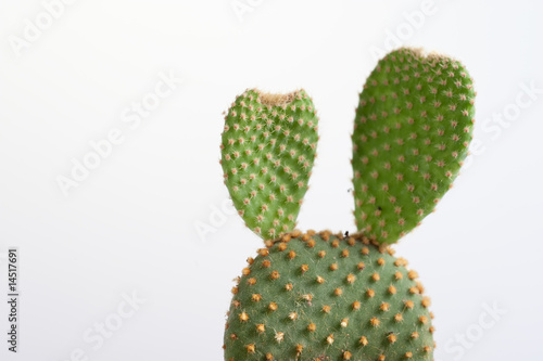 Cactus 6