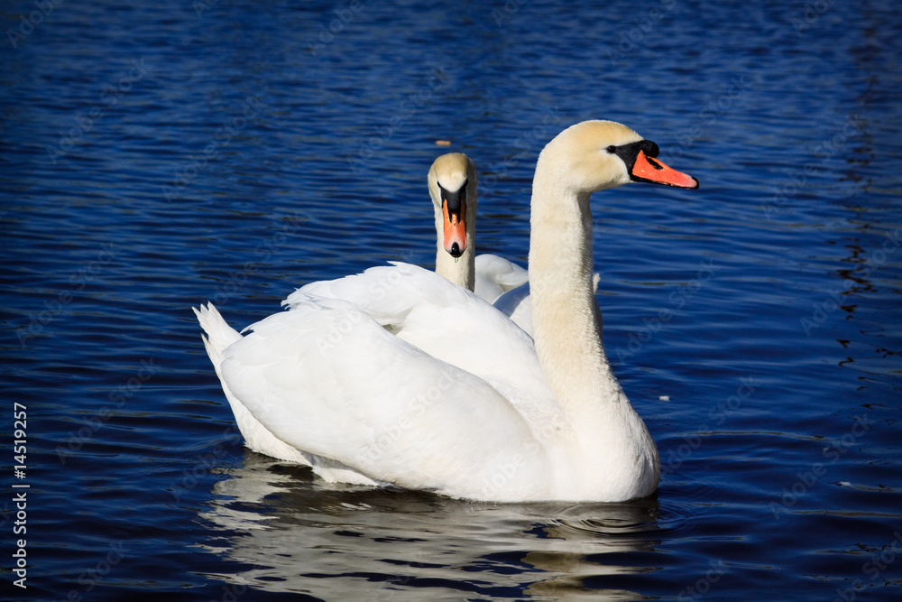 Pair of white swans Pair of white swans
