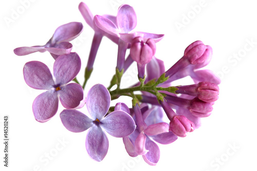 Lilac Flower © Le Do