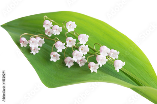 Fototapeta Naklejka Na Ścianę i Meble -  Lily of the valley