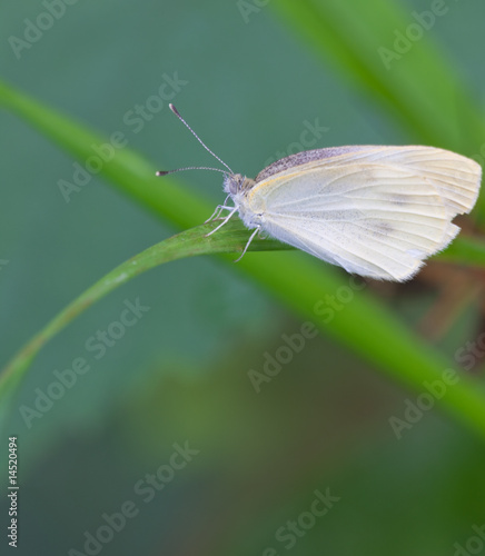 Butterfly photo