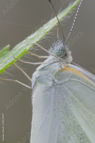 Butterfly photo