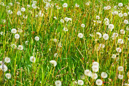 Fluffy dandelions