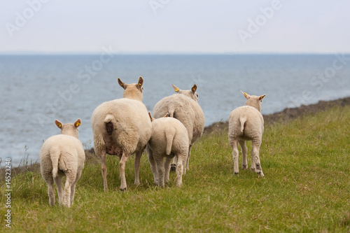 Fototapeta Naklejka Na Ścianę i Meble -  Afraid sheep