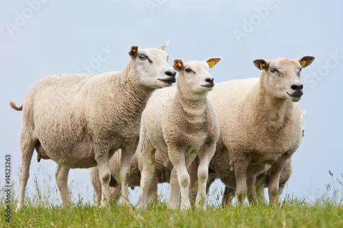 Curious sheep