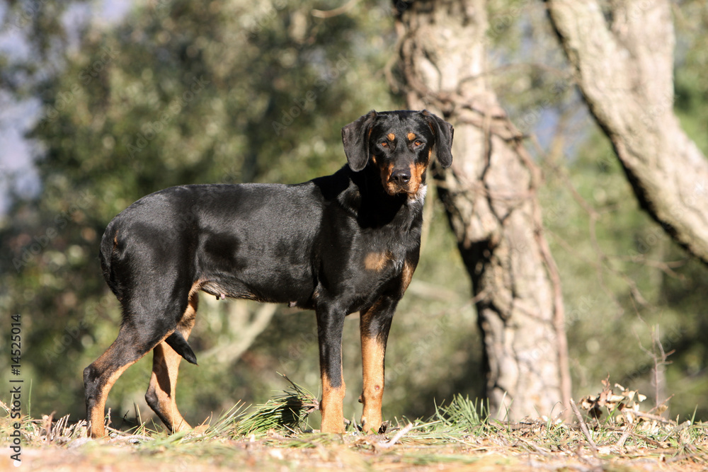 chien courant de transylvanie adulte de profil immobile