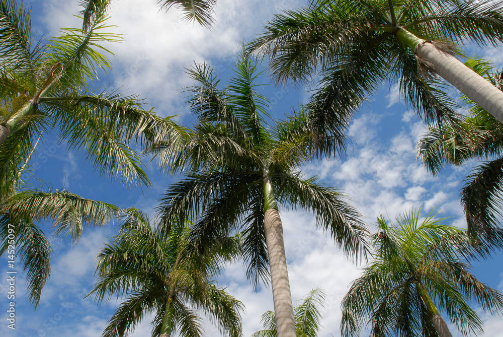 Fototapeta premium Palm trees