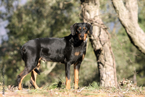 Obraz na płótnie chien courant de transylvanie adulte de profil immobile w salonie