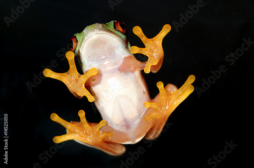 Red-eyed Tree Frog