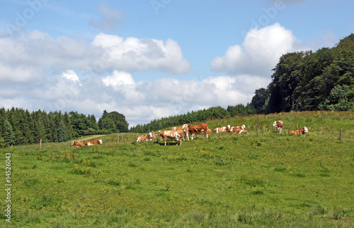 Cows - Kühe