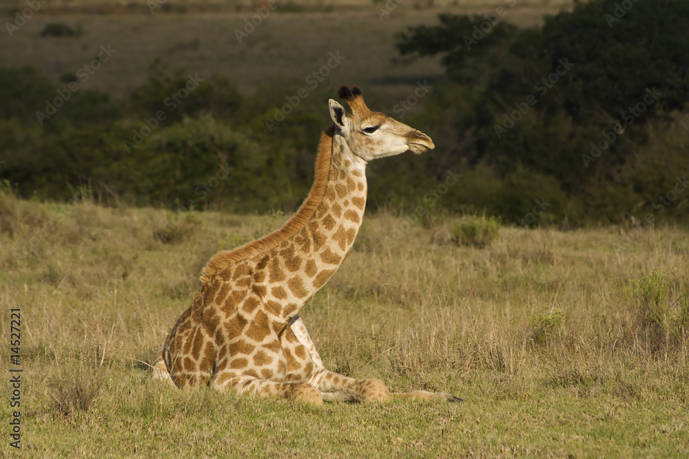 Obraz premium Giraffe lying down