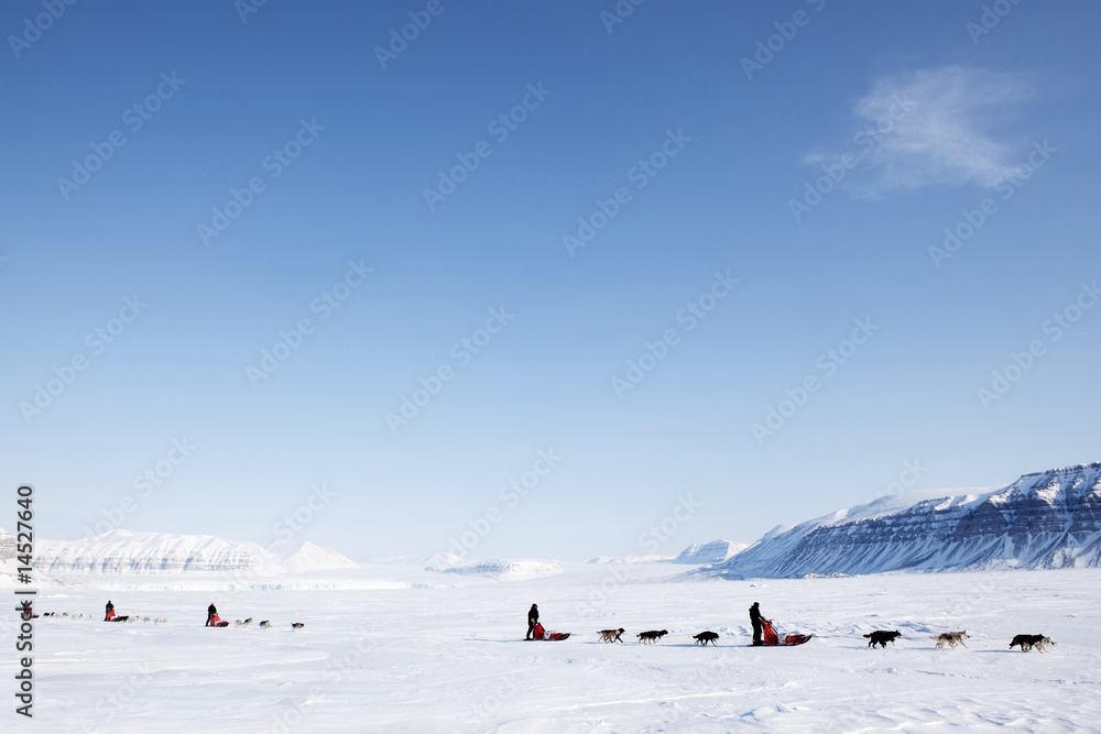Dog Sled Dog Sled