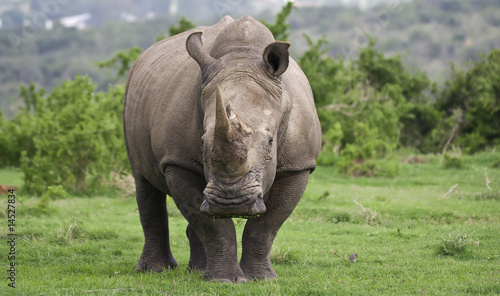 Rhino male