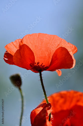 Fototapeta Naklejka Na Ścianę i Meble -  Wilde Blumen auf der Wiese. Mohn