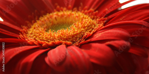 Red daisy closeup